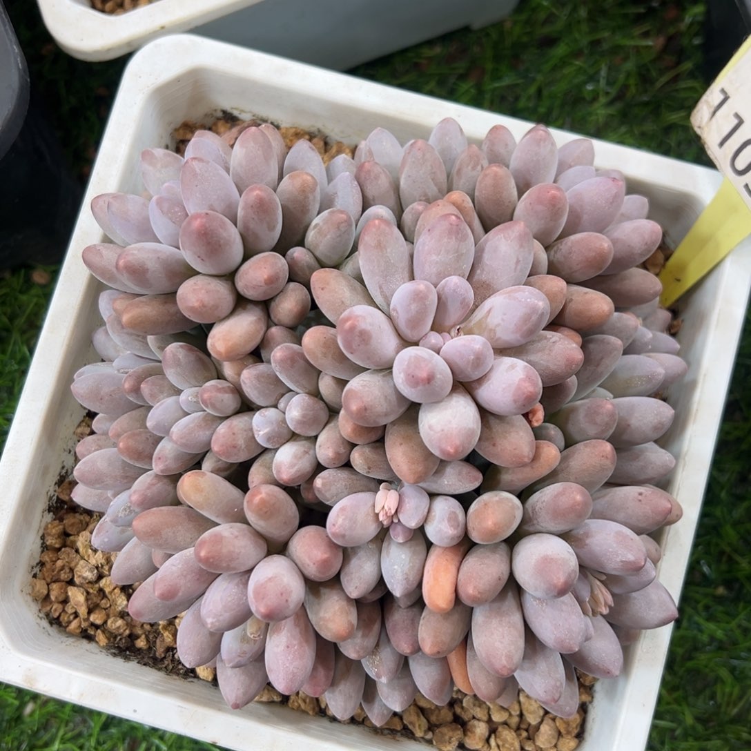 1103123 汤圆多头全状态无砍群