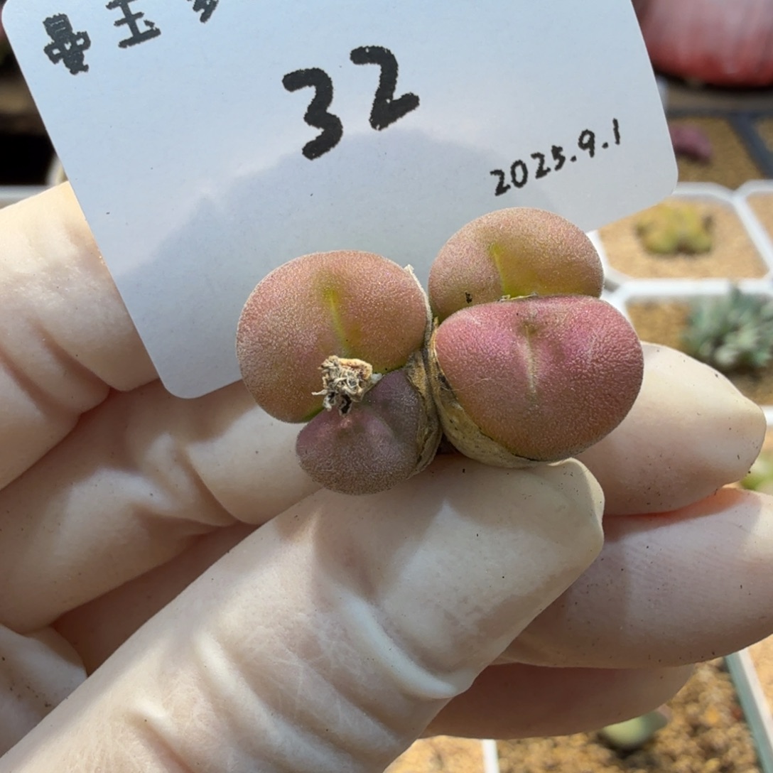 多肉多肉多肉9.1-032空卡佛