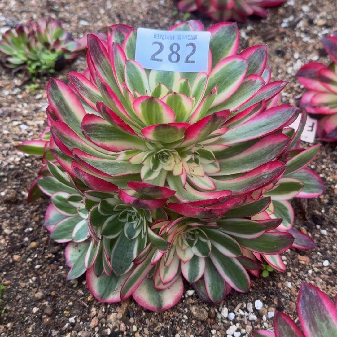 282荔枝多肉植物