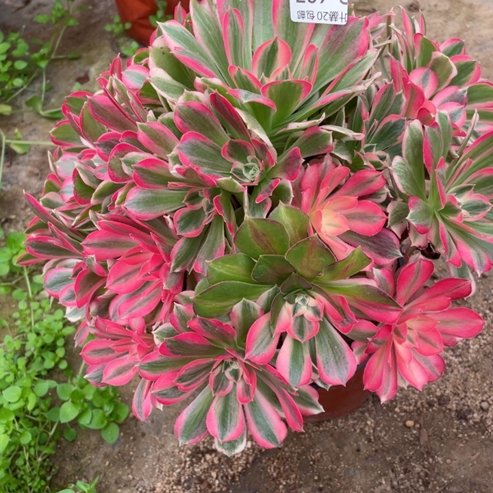 637男神多肉1245789