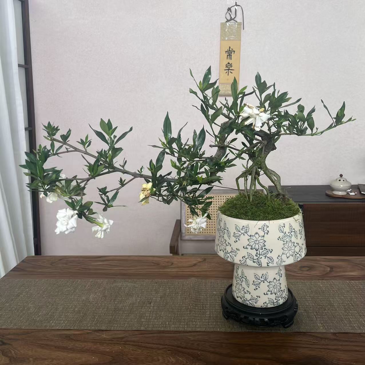 悬崖飘枝栀子花大青花瓷盆室内绿植桌面造型盆景盆栽观花植物
