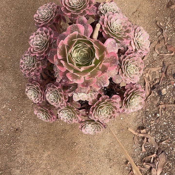 多肉植物霁月锦……