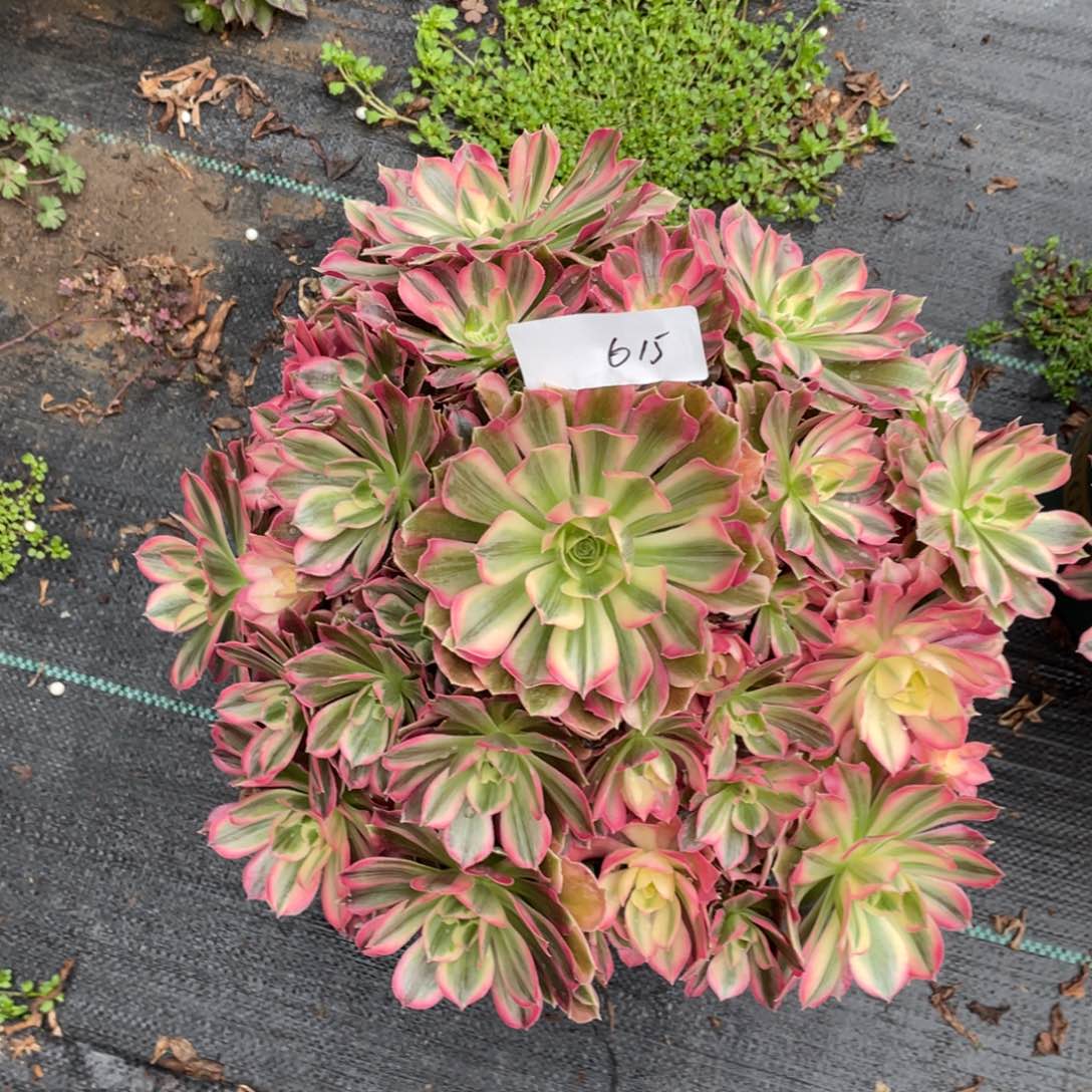 老五多肉615111111