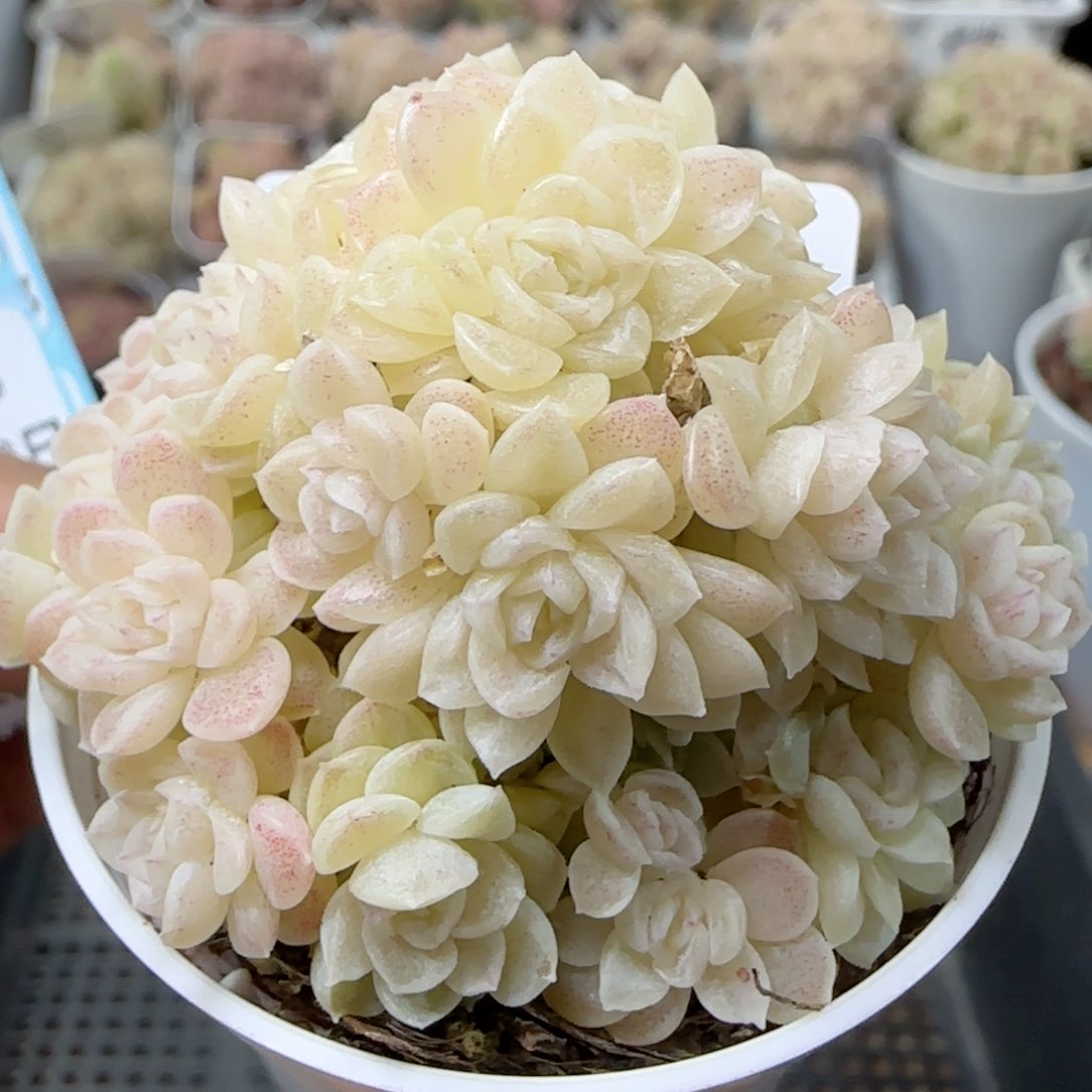 【闪购商品】0223-183珠光麦杆