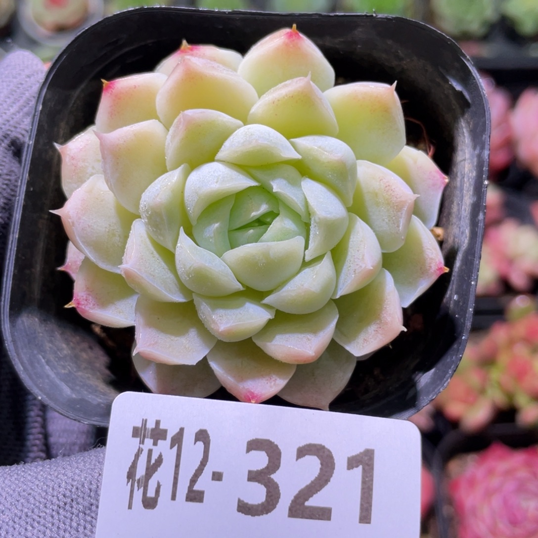 花利美12-321白月影