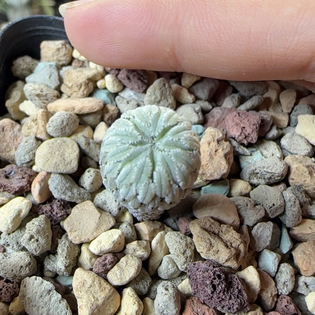 1.2厘米实生精巧丸多肉