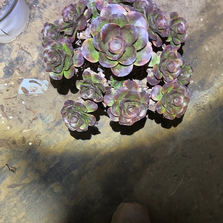 不包侧枝一物一拍2