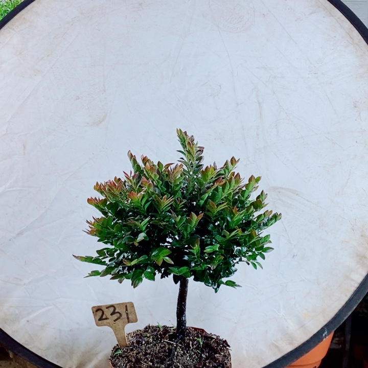 用***5完全开放小叶紫檀231