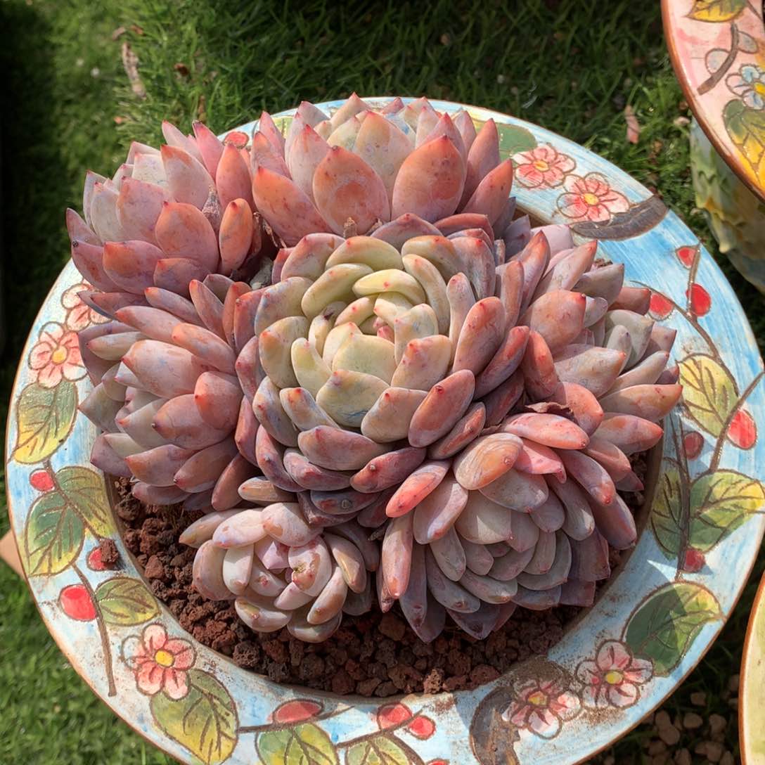 橙子手捧多肉植物