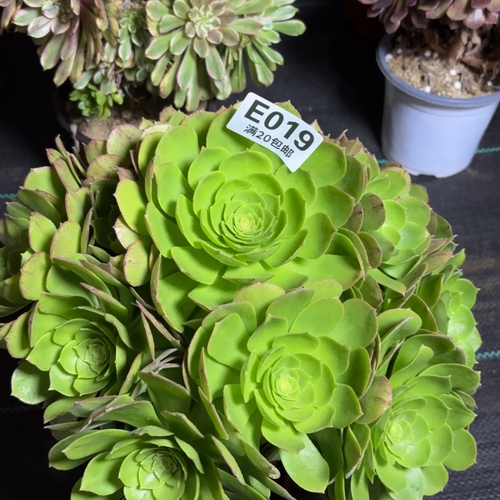 瑞妈一物一拍019