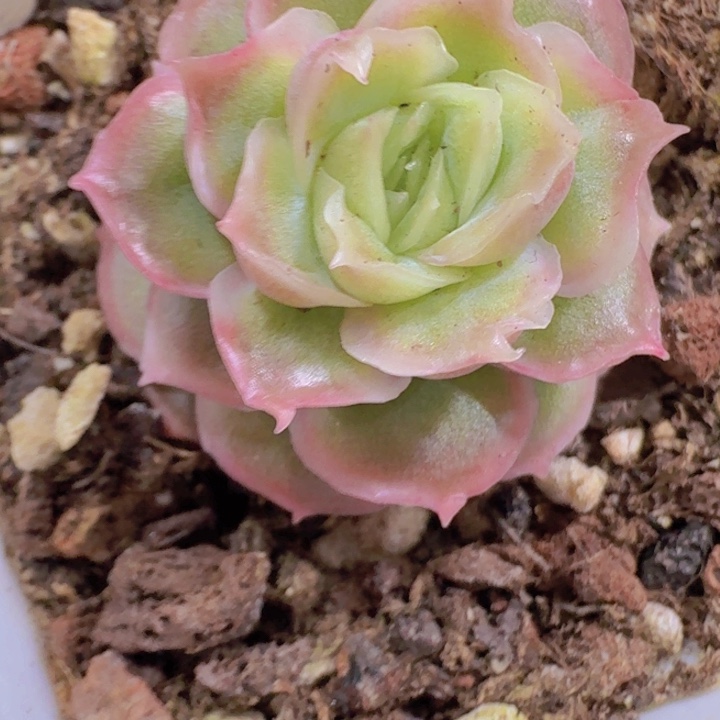 白体水晶虾饺王炸一颗