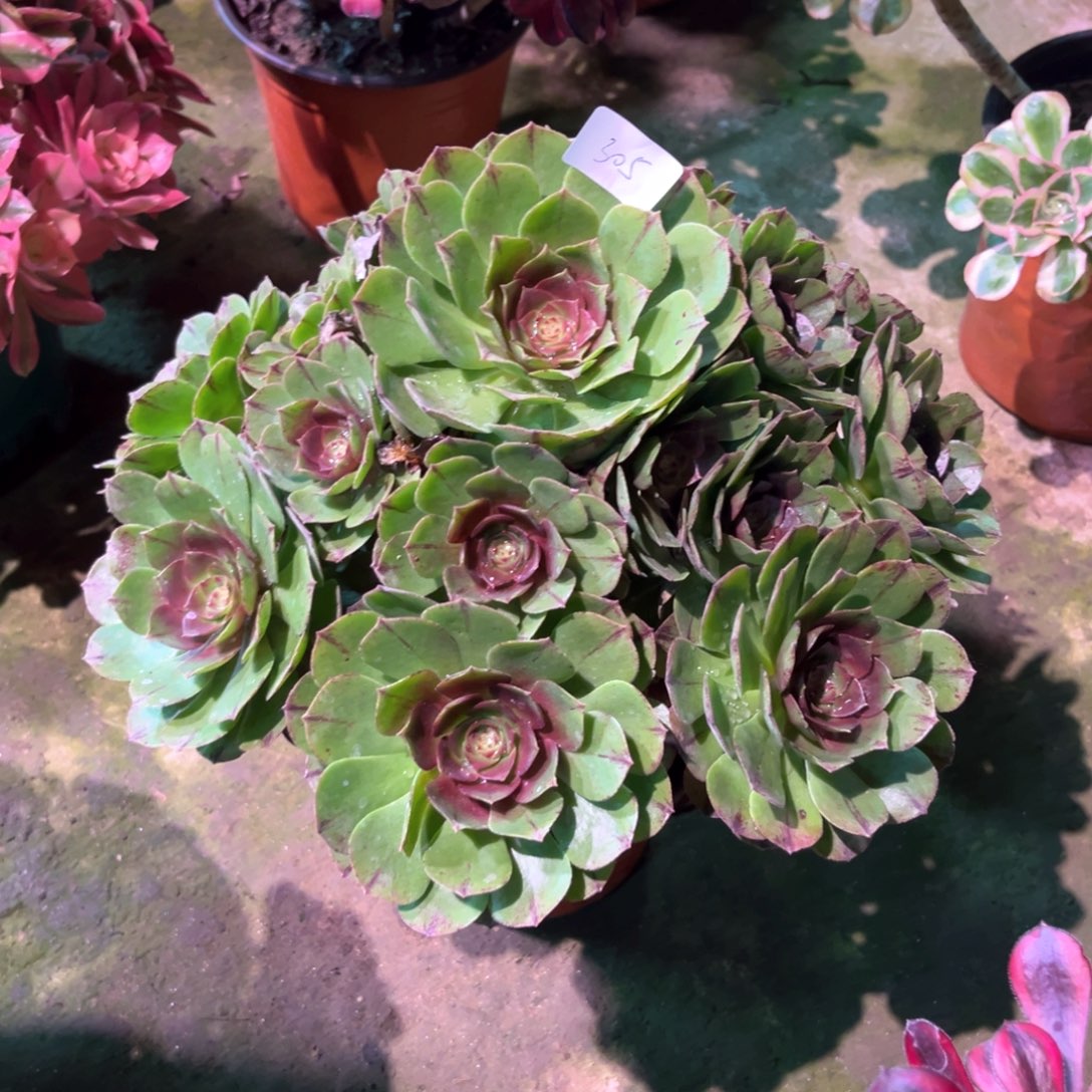 多肉植物万拉丝305