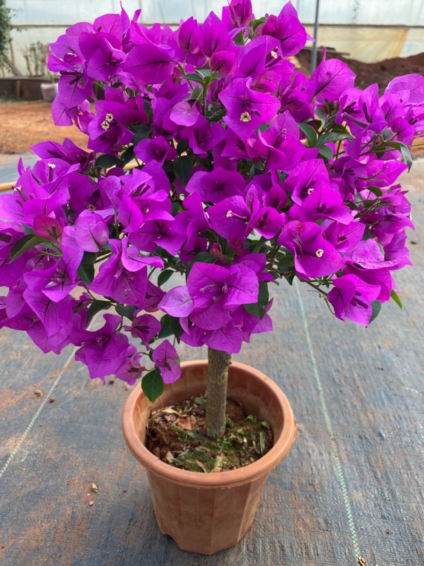 三角梅云南紫一物一拍原盆原土发货