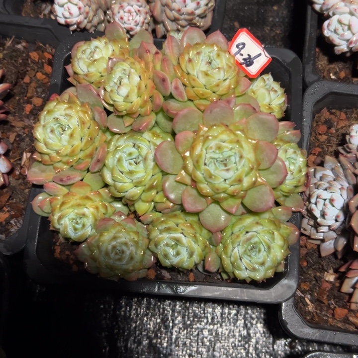 沫***雪精品多肉植物老桩