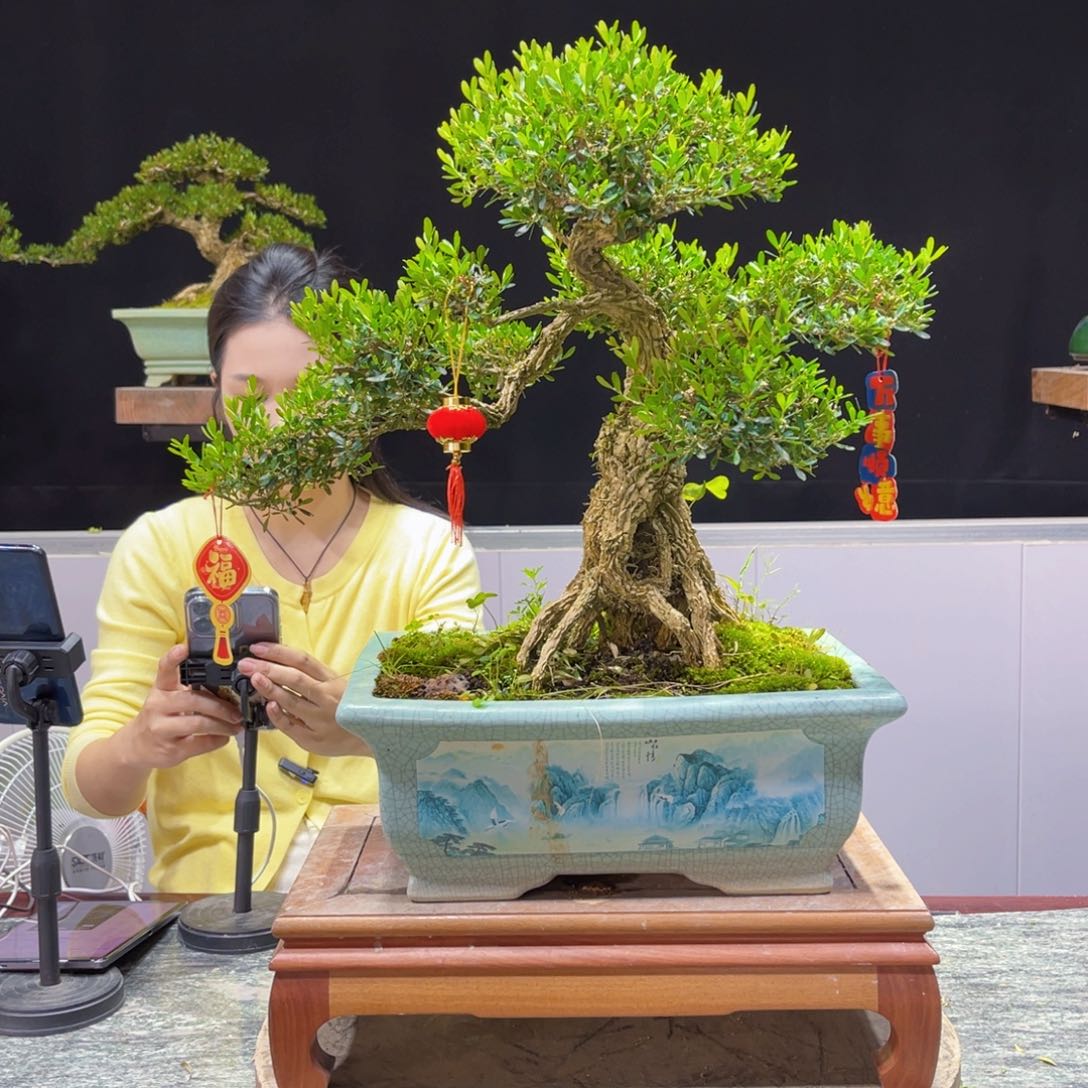 四季常青老桩黄杨盆景