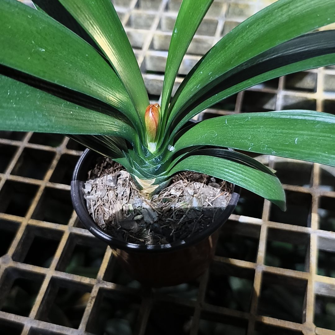 开***天完全开放盲盒大苗夹箭一棵