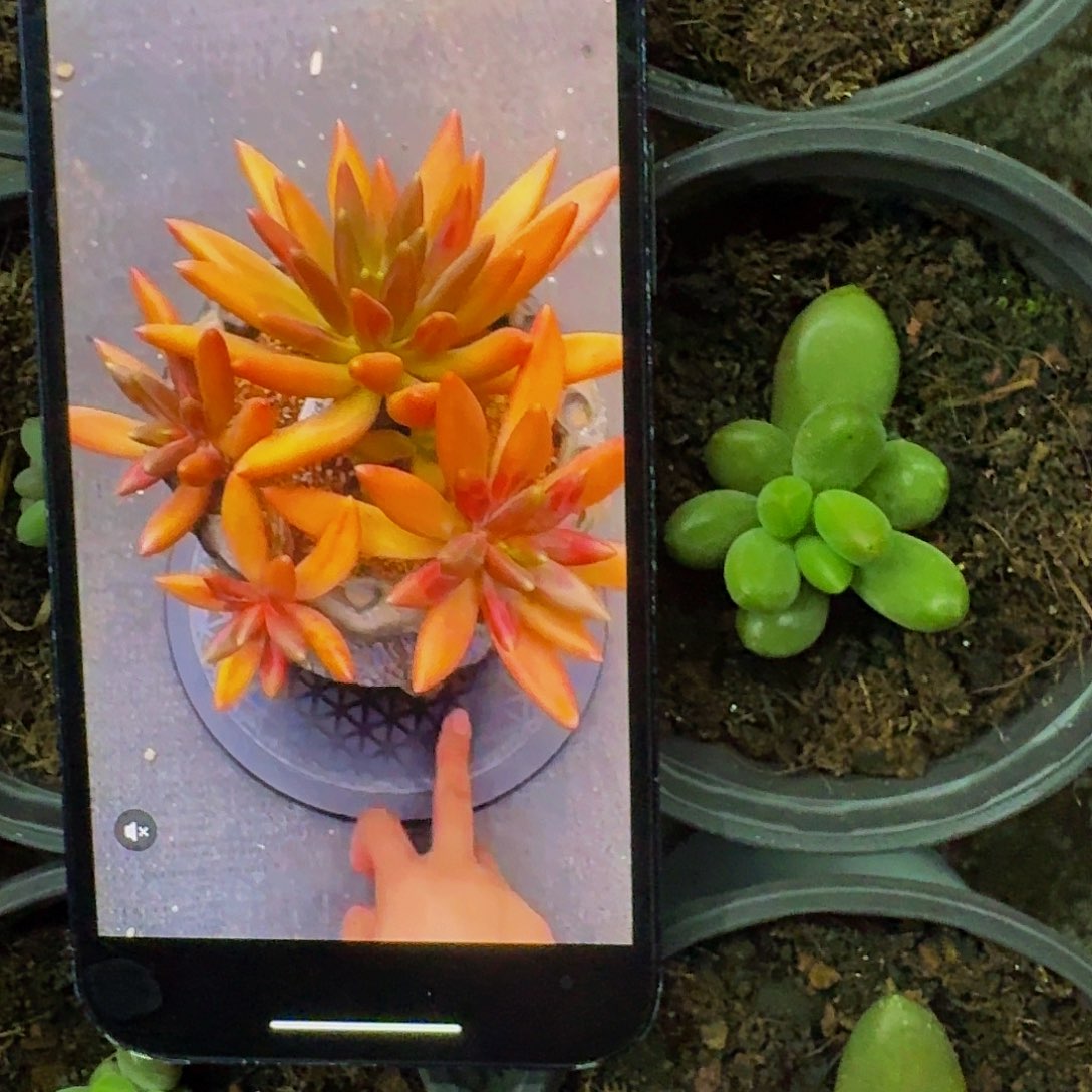 朵唯粉 叶插  一物一拍