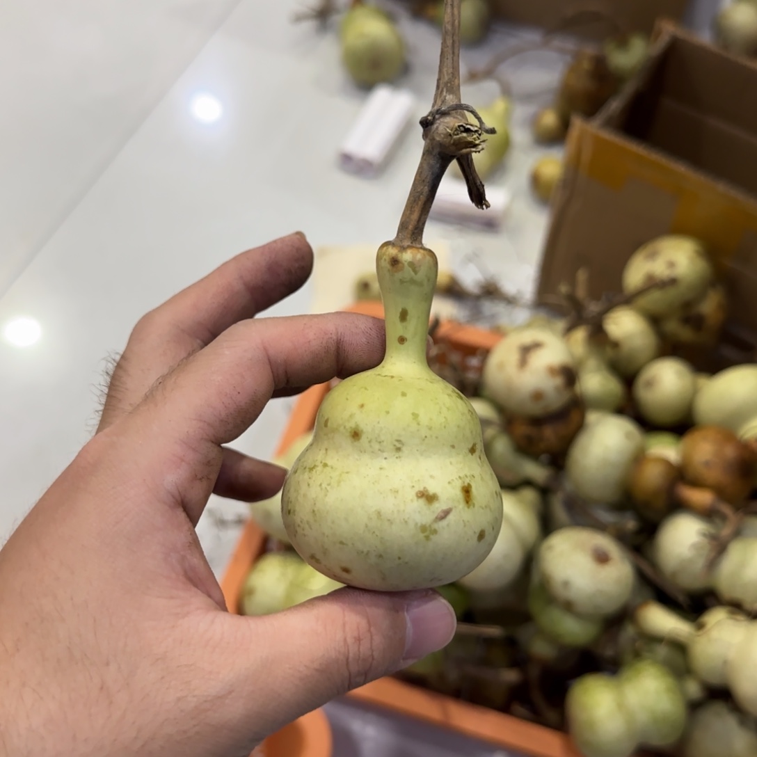 桃***1葫芦青皮不包成青皮不包成