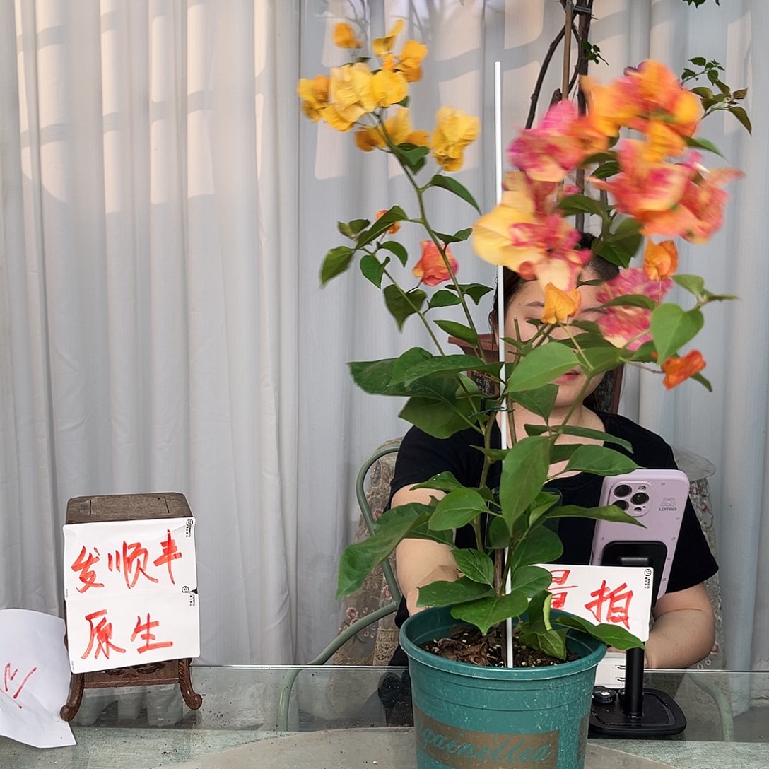 当前无花栽培后可以开花阿达娜带竹一颗