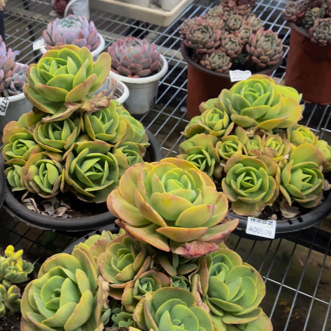 碧桃大单头带手捧多肉