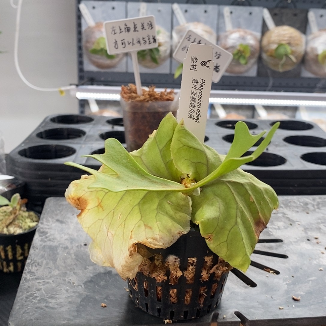 无花朵鹿角蕨亚猴