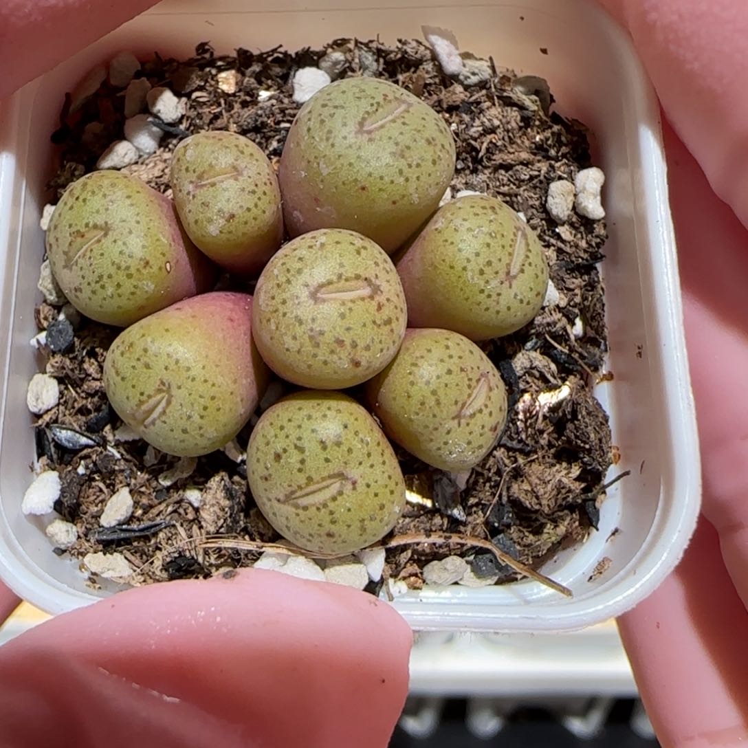 肉锥多肉植物百科-441