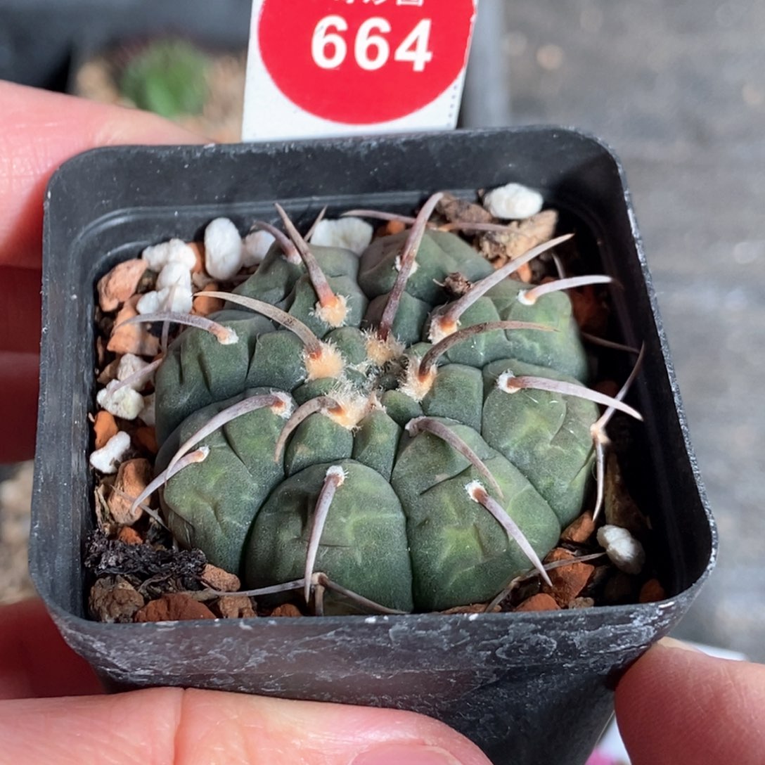 实生春秋之壶一棵4.1cm