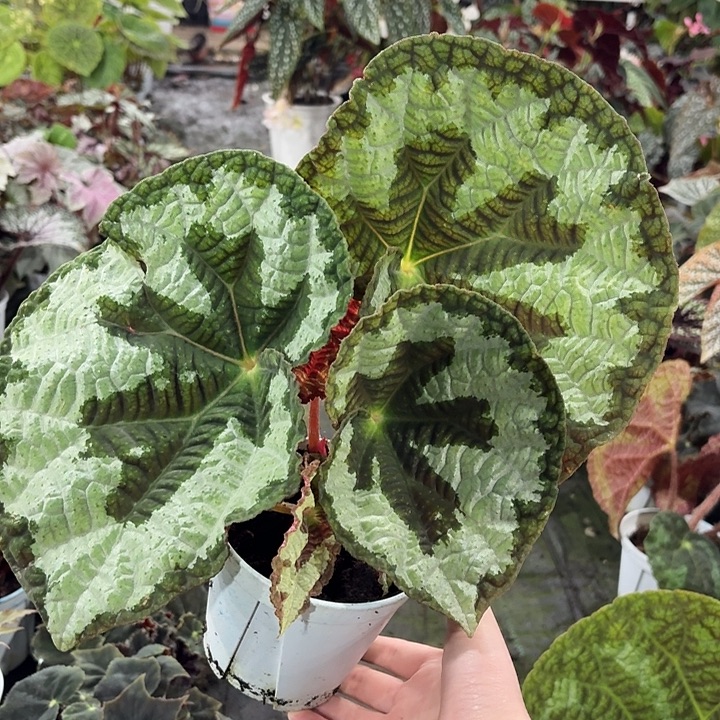 完全开放灯果秋海棠