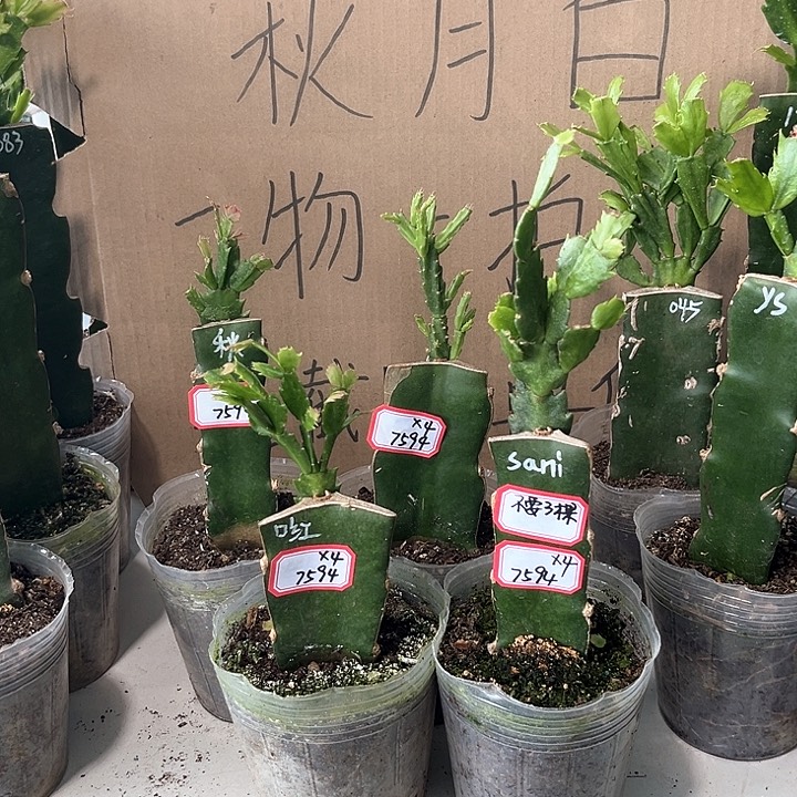 王***华完全开放三颗换四颗差价