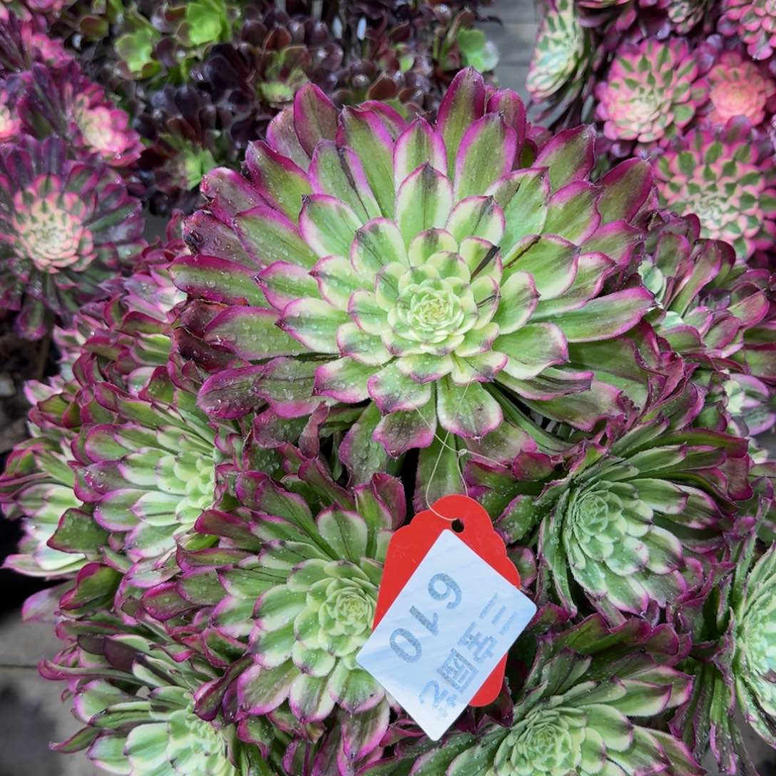 宁*多肉植物610水墨年华