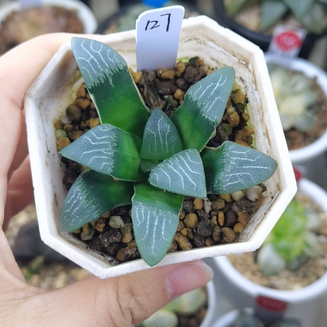 127号粗纹克一物一拍带盆土发货满38包邮