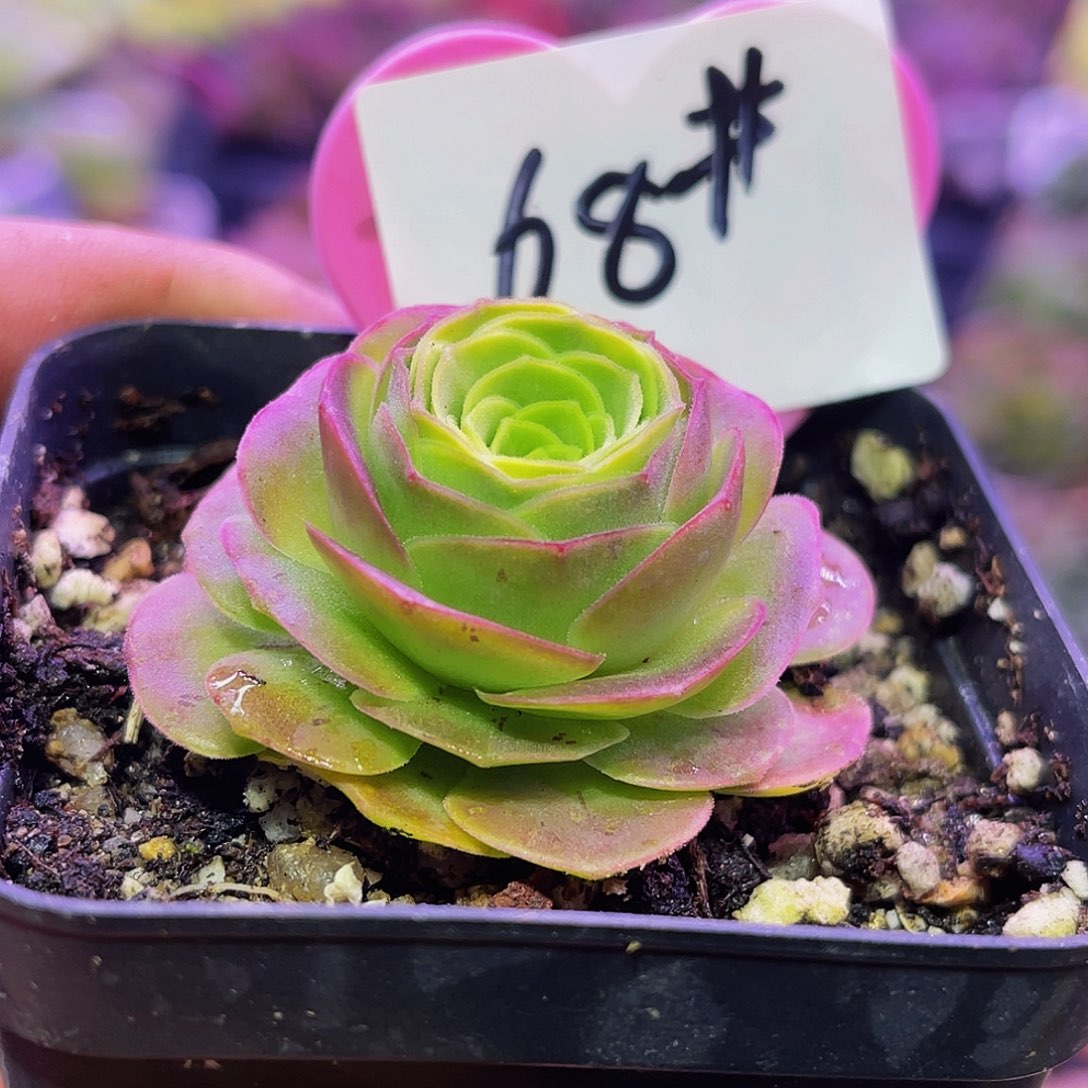 莫奈 满30元非偏远包邮 多肉