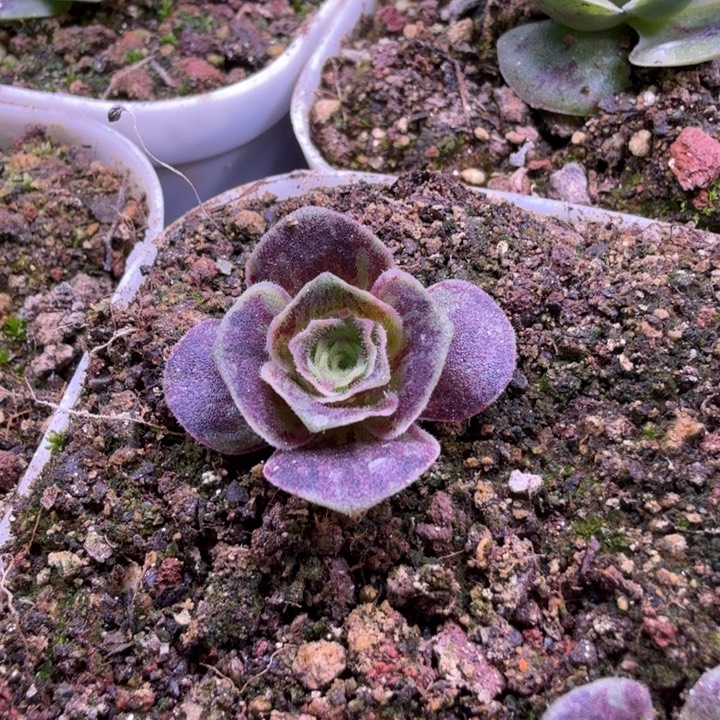 ****看朱朱123  揽月  揽月sp