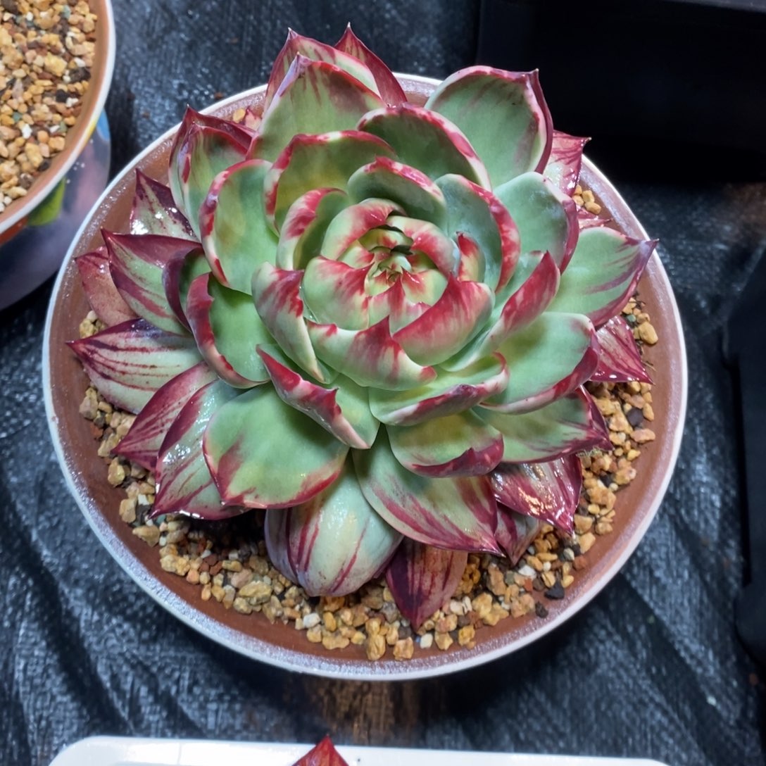 丽***丽惊鸿仙子一物一拍