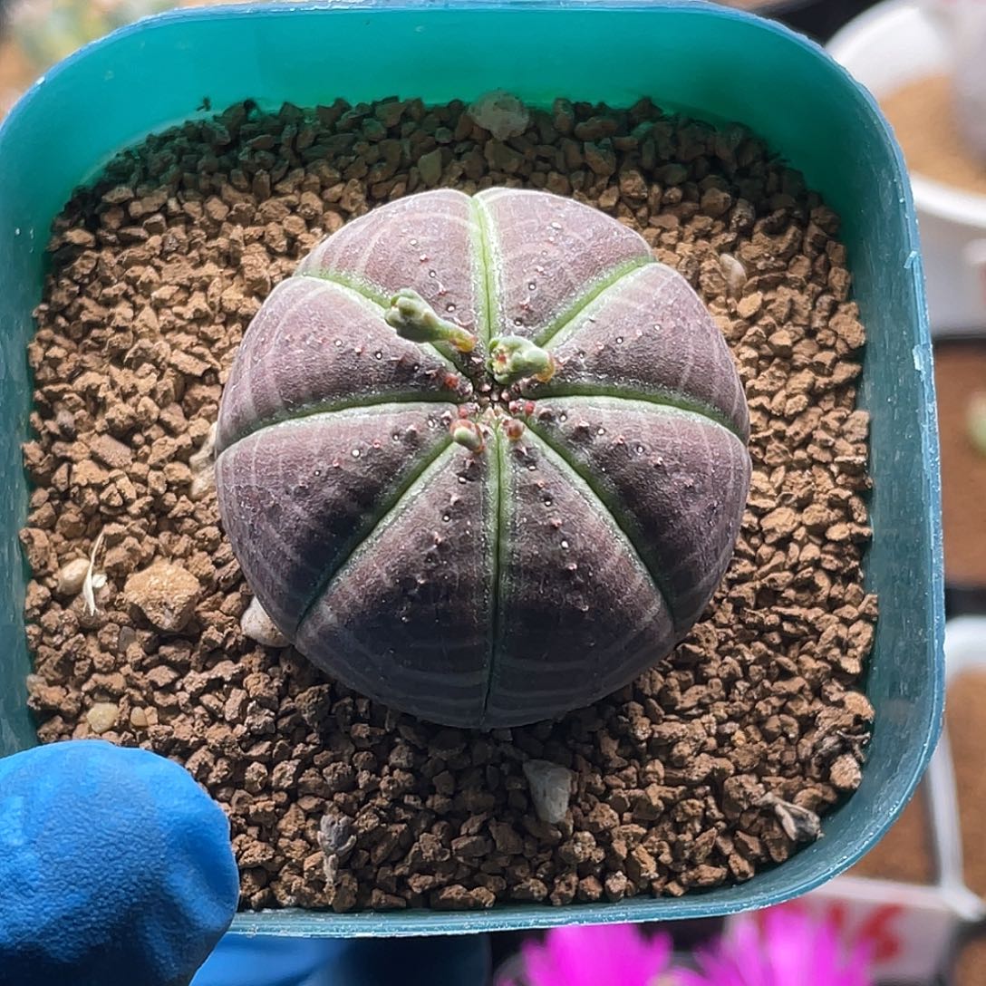 实生米纹神玉布纹球