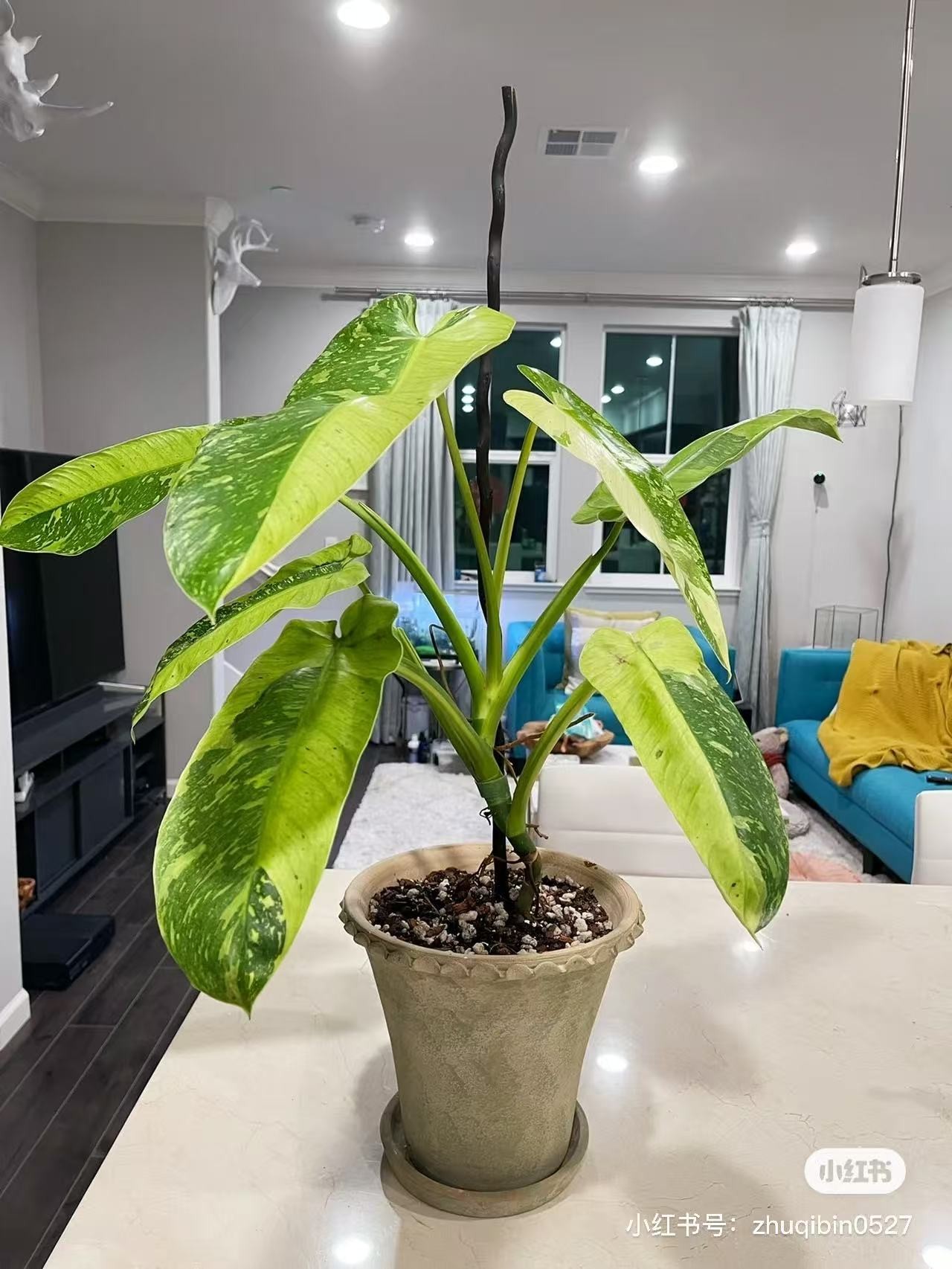 布诺银河 曼绿绒  绿植