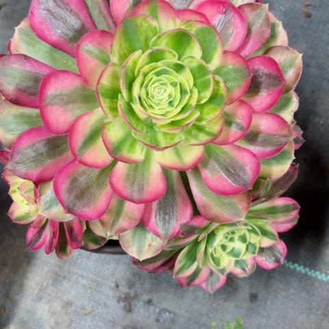 多肉植物玉资锦。