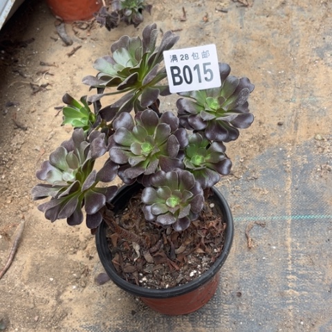 015梅花不包断枝