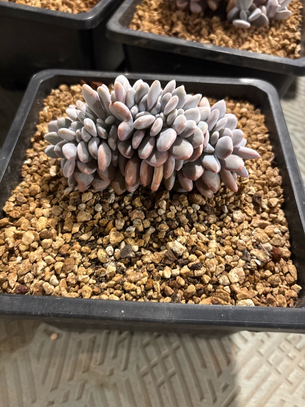 叶插粉兔缀化感恩寄养