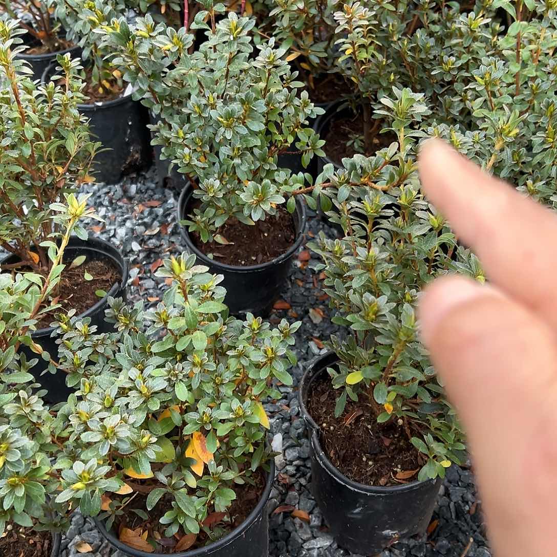 无花朵盆景皋月杜鹃小菊之舞