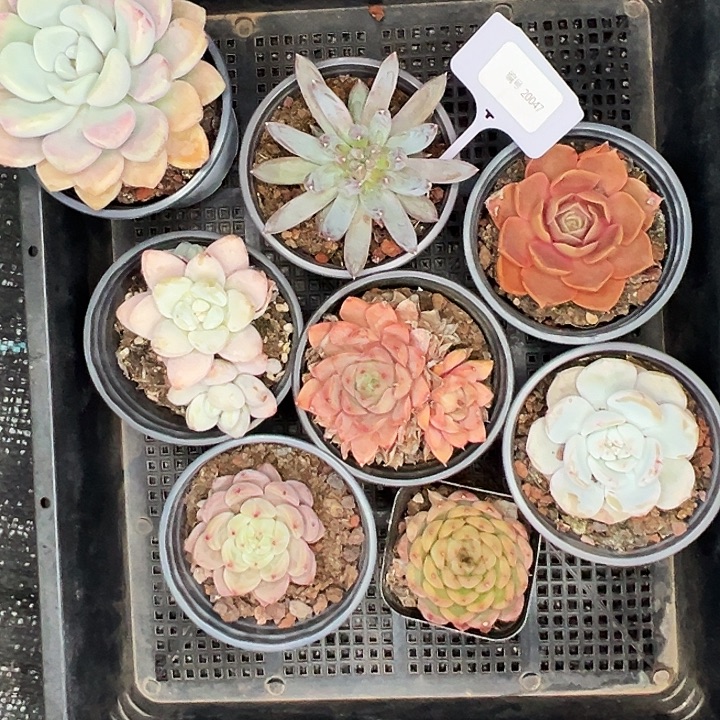 20047 号框。   福利多多