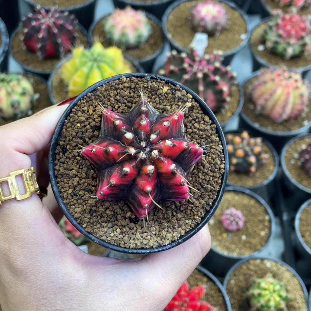 红龙实生000000006