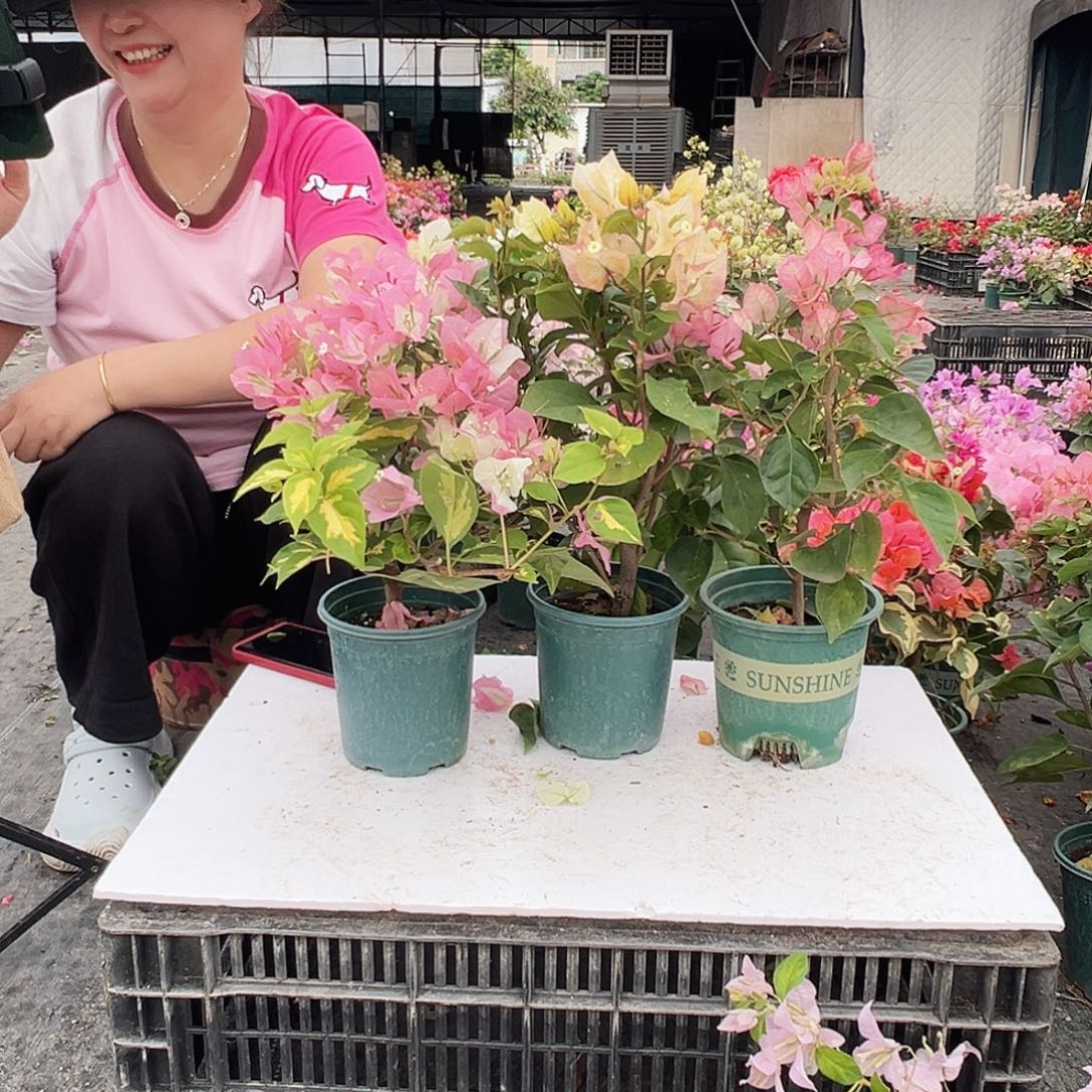 大部分花苞少量开放金心橙白，浅彩虹，五宝组合