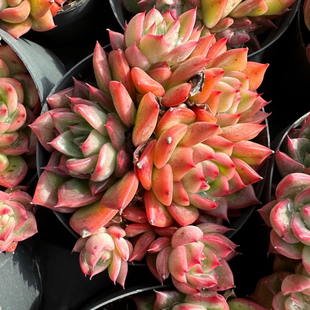 （新疆包邮）100杯 弗罗瑞安娜小群生