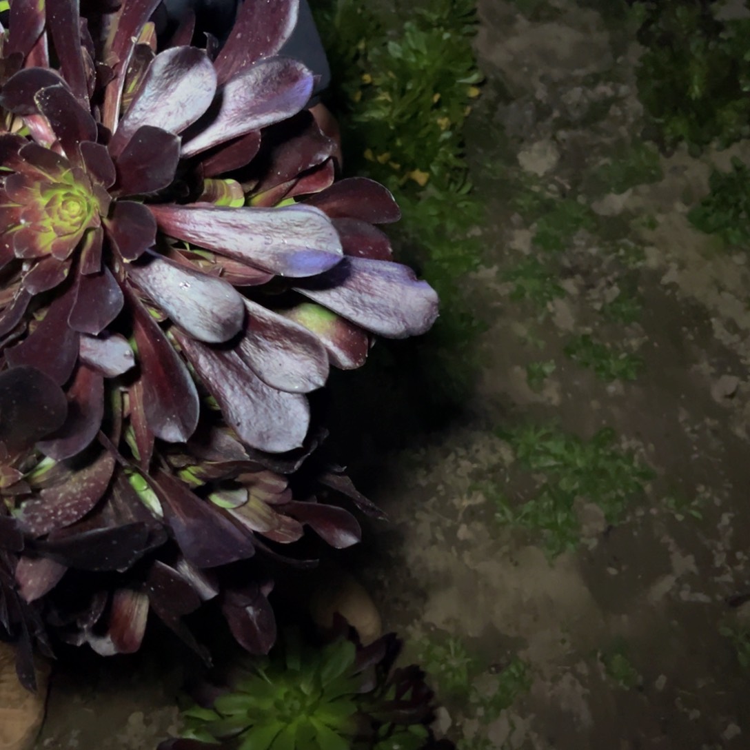 808多肉植物一物一拍