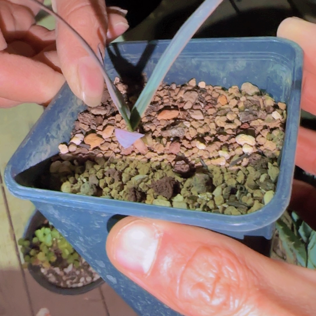 块根植物块根植物