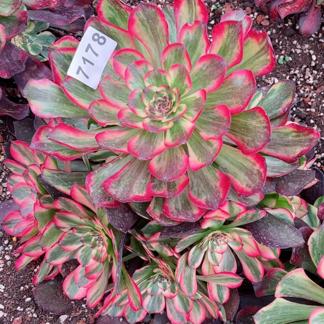 烟花多肉发货发货