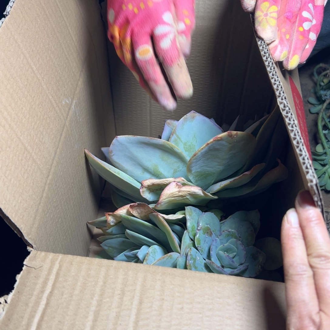 丸***妹地栽瑕疵大白凤1个小头被螺蛳吃了叶片（不售后）