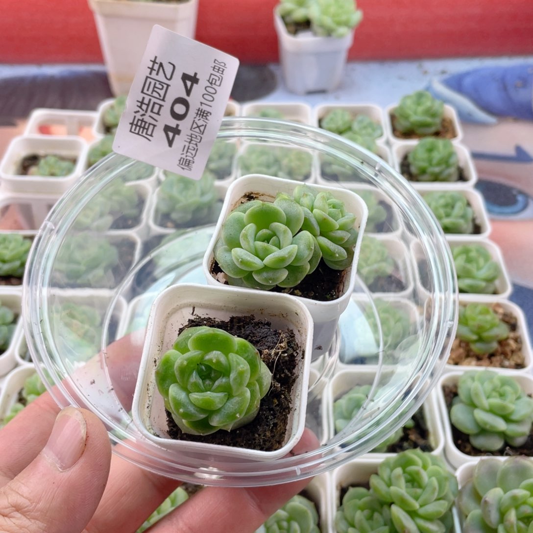 甜心母本一物一拍404.