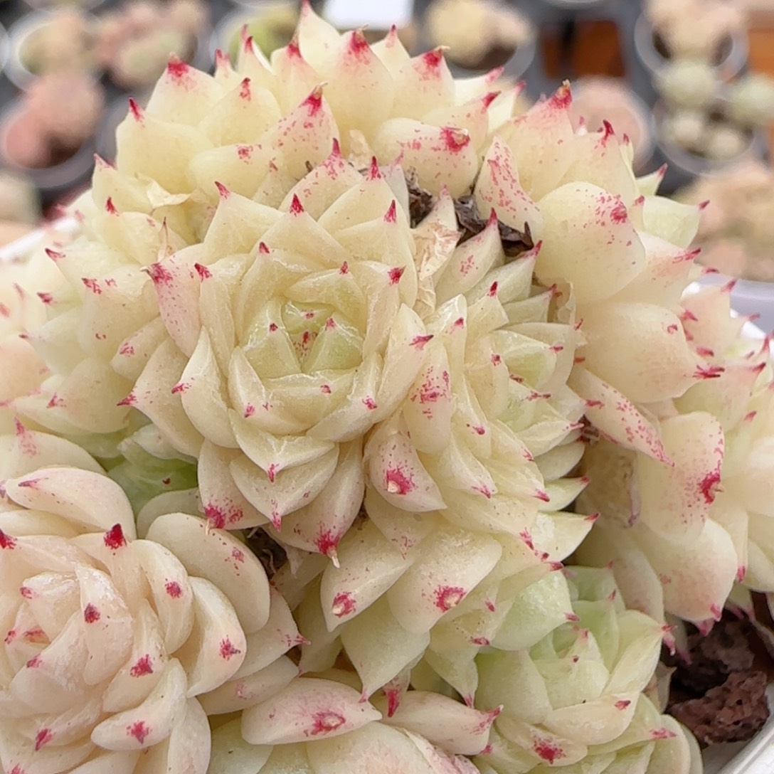 花语多肉1223-220散